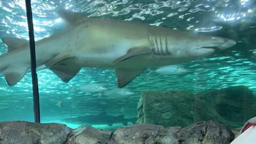shark