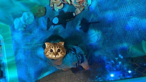 オーストラリア博物館